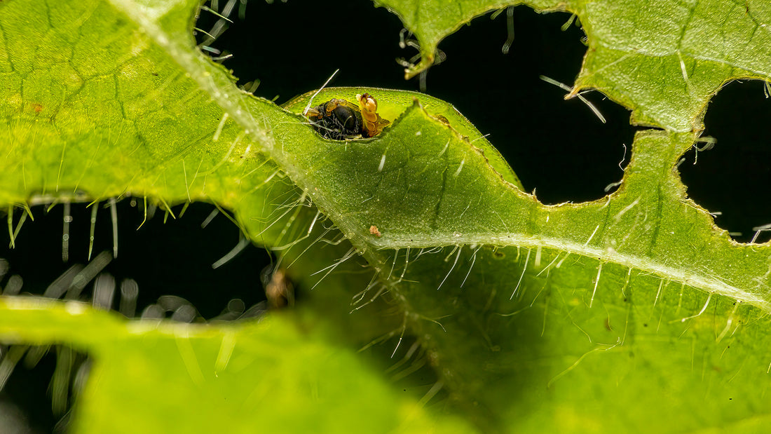 How To Deal With Bugs In Your Hydroponic System?