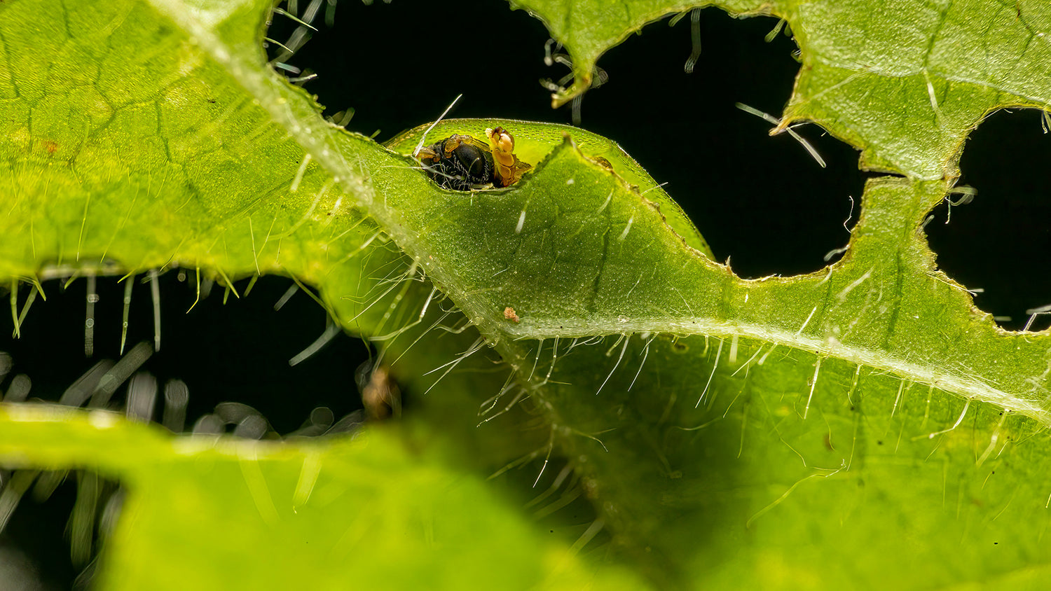 How To Deal With Bugs In Your Hydroponic System?